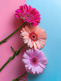 彩色纹理背景上美丽的非洲菊花朵