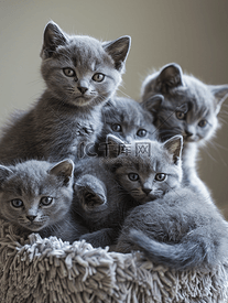 一群小灰猫英国短毛猫
