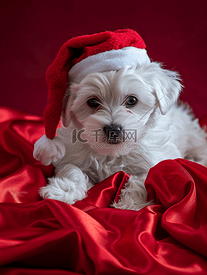 戴着圣诞帽的可爱白色小狗躺在红缎子里
