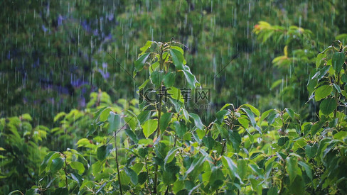 实拍夏日雨水天气下雨雨滴