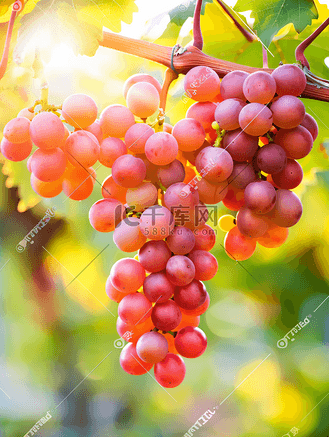 一大串红酒葡萄挂在葡萄藤上温暖的成熟葡萄绿叶