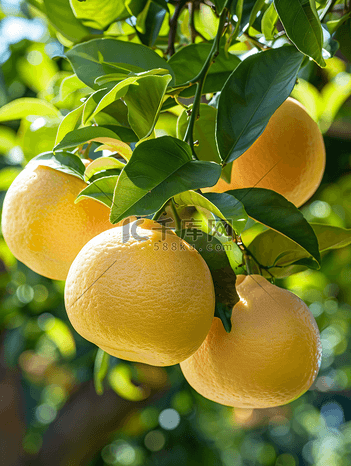 柚子树线稿图片-柚子树线稿素材-柚子树线稿模板图片下载-千库网