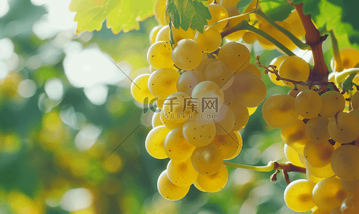 夏日里葡萄藤上的葡萄特写高清摄影大图 千库网