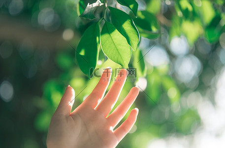地球绿叶摄影照片明媚的阳光下一只手轻轻触碰被阳光照射的树叶金光闪闪
