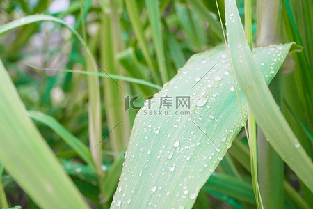 地球绿叶摄影照片雨后的绿叶上洒满了水珠