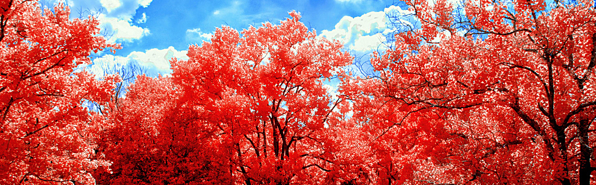 红树banner创意设计