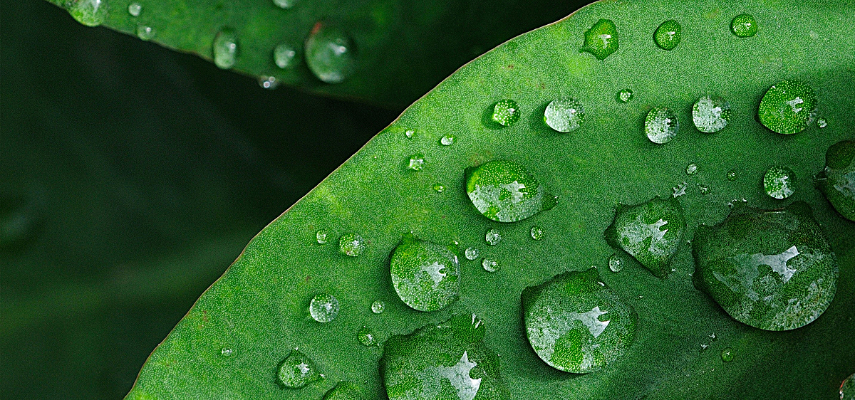 简约绿色叶子时尚小清新banner