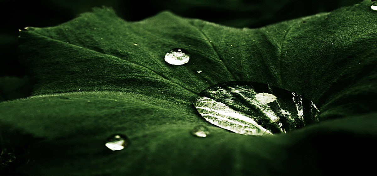 绿色荷叶水珠