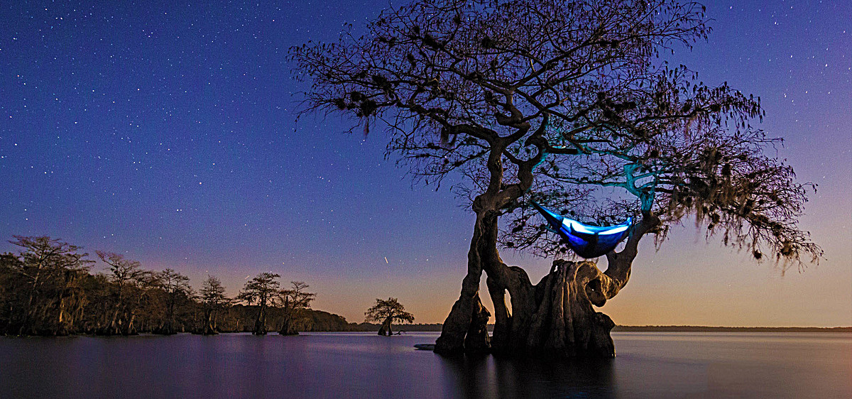 怪树自然美丽风景banner