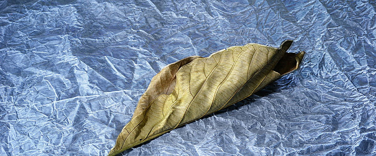 图片 海报背景 > 【jpg】 落叶背景 分类:质感/纹理 类目:其他 格式