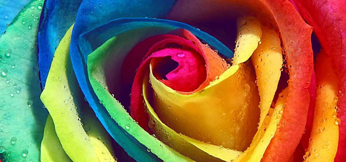 彩虹色渐变玫瑰