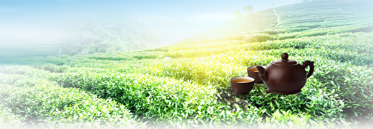 茶叶上市阳光文艺景色绿banner