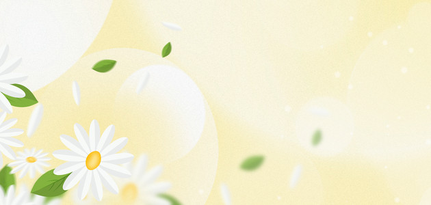 白色清新花卉背景图片_白色雏菊花卉清新