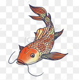 淡水花纹鲤鱼手绘插画