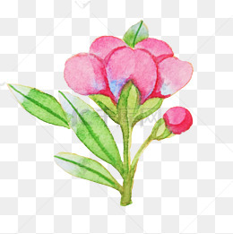 手绘春季樱花插画