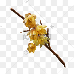 玉兰花边框复古古风丛生植物花朵粉红色白色免抠图素材图片免费下载