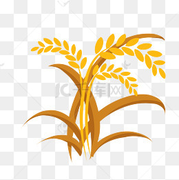 黄色小麦粮食插画