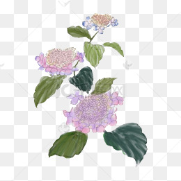 紫阳花手绘 Www Dingjisc Com 紫阳花手绘 Www Dingjisc Com