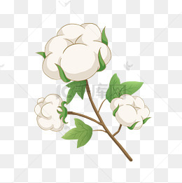农作物棉花插画矢量图
