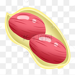 手绘写实实物花生绘制免扣psd