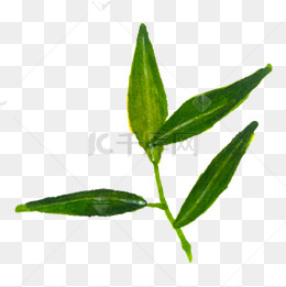 绿色的叶子免抠图