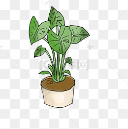 手绘绿萝盆栽插画