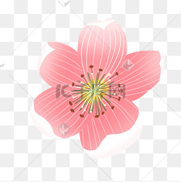 一朵樱花免抠png素材