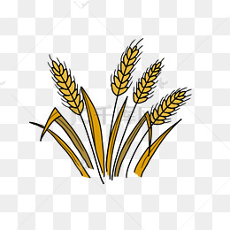 黄色的小麦手绘插画