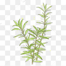 手绘水彩迷迭香植物插画免抠