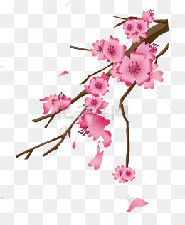 手绘春季樱花插画