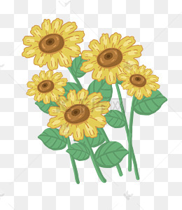 向日葵png免抠图