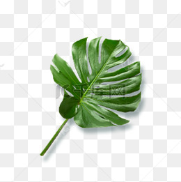 绿色植物叶子免抠图