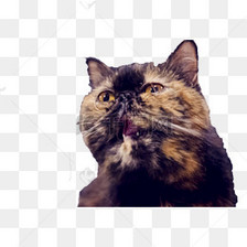 可爱灵活的小猫咪