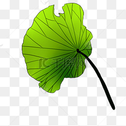 卡通荷叶