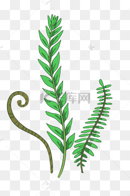 蕨类植物