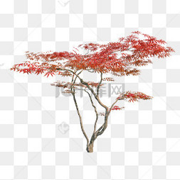 红叶树木图片 红叶树木图片素材免费下载 千库网 红叶树木图片 红叶树木图片素材免费下载 千库网