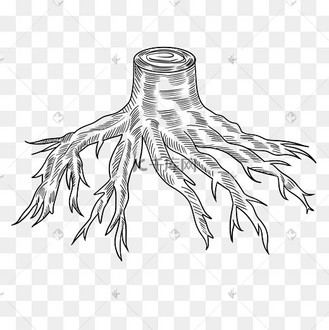 线描素描大树树根