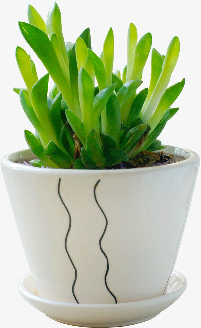 室内盆栽_室内盆栽png素材-90设计