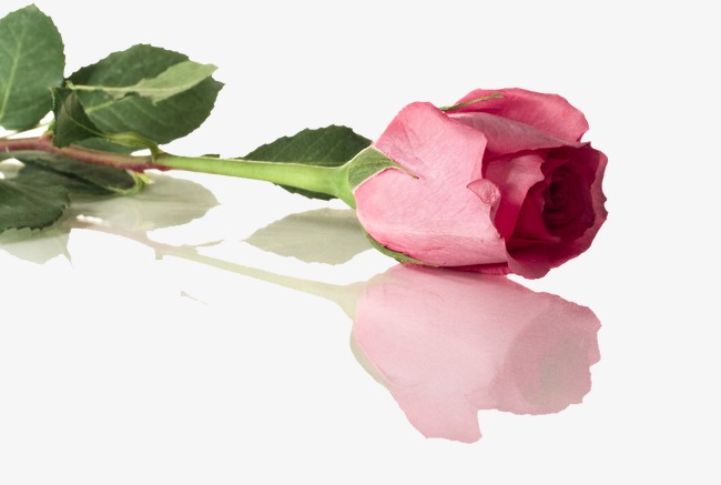 创意灰色渐变树叶叶子花玫瑰花月季剪影投影阴影