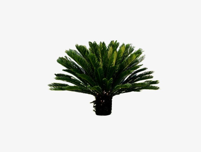 铁树叶子装饰阴影夏季投影照射元素【免抠元素png】-90设计网