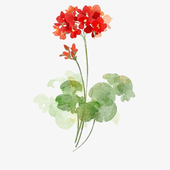 红花配绿叶
