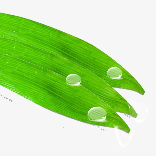 端午节装饰插画植物粽叶底纹元素