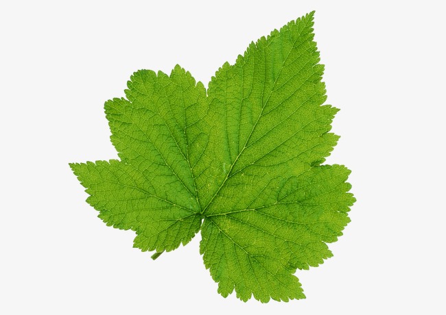 绿色装饰植物卡通叶子叶片树叶元素