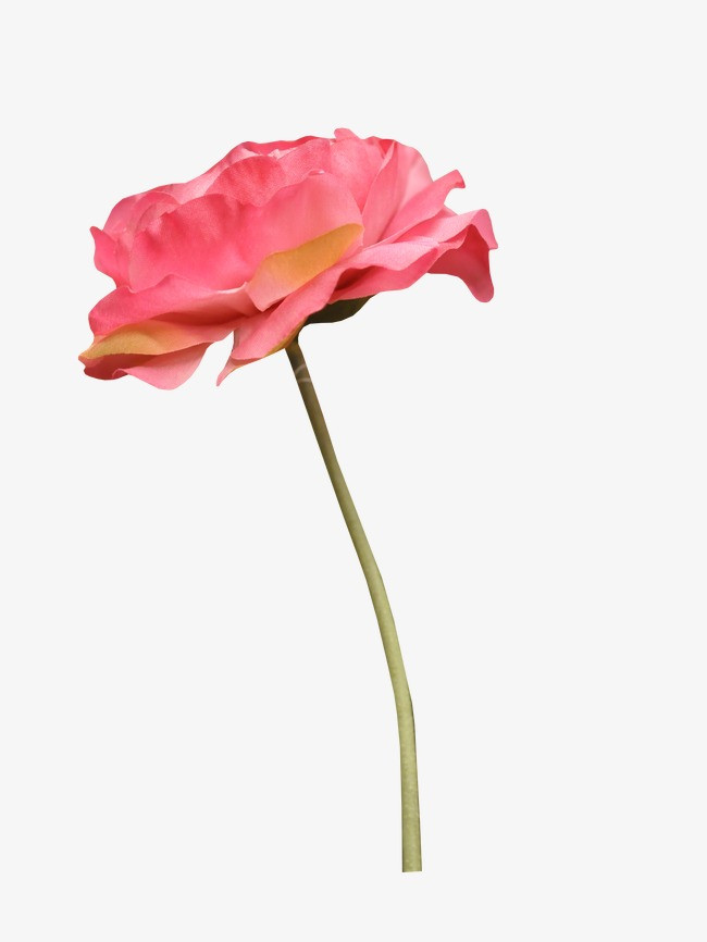 庆典花卉创意花草图片