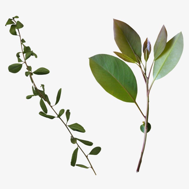 树枝树叶_树枝png素材-90设计
