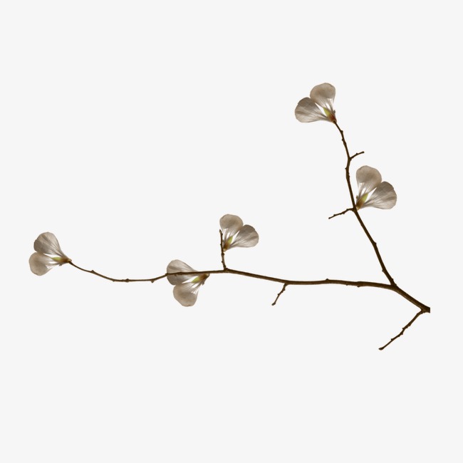 花枝花草免抠png图片素材第④集