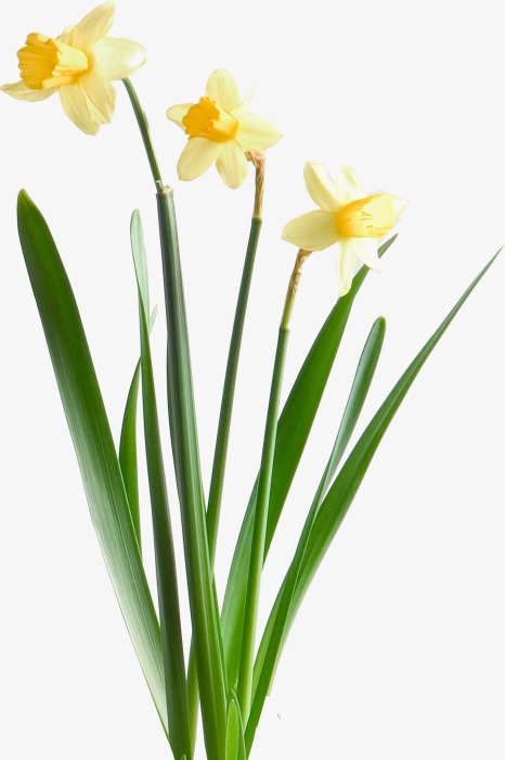 花草psd_花草png素材-90设计