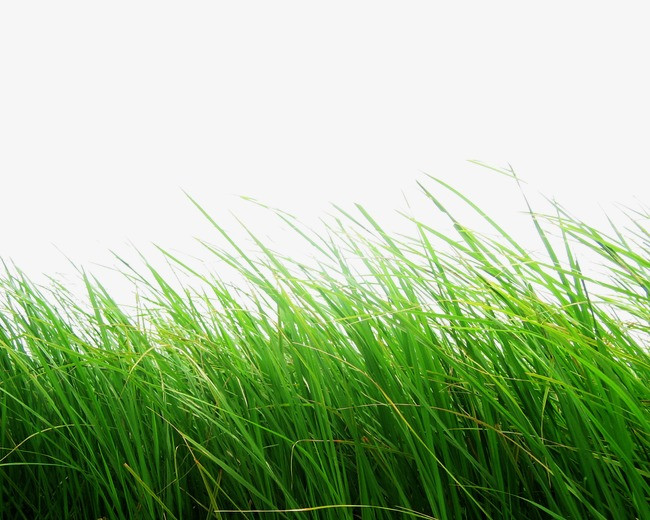 草丛【高清png素材】-90设计