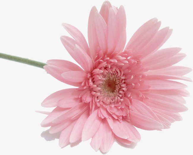 花 素材_花png素材-90设计