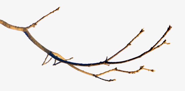树枝树叶_树枝png素材-90设计